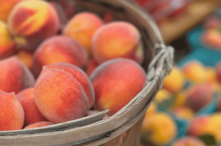 Flora Bodega 8 768x507
